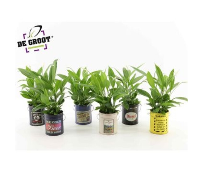 PLANTES VERTES CERAM