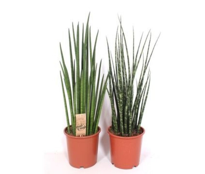 SANSEVIERIA CYLINDRICA