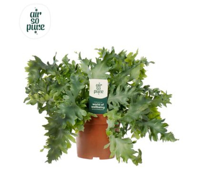 PHLEBODIUM DAVANA