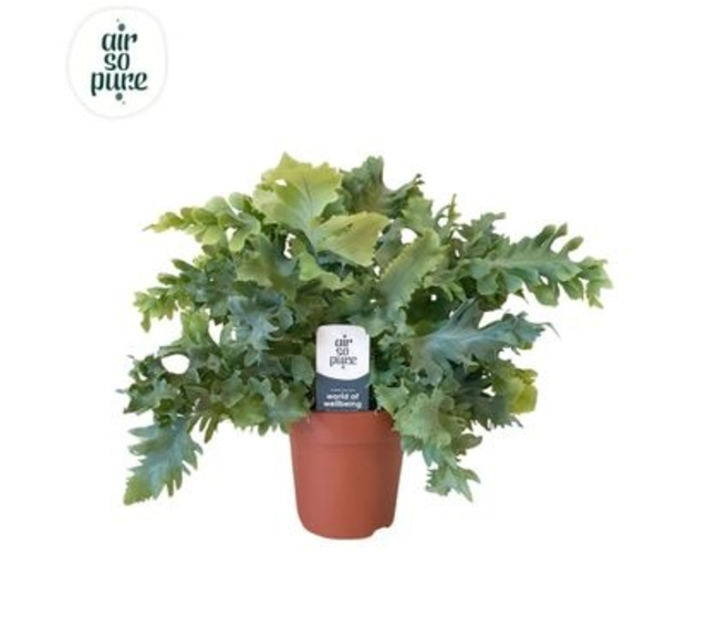 PHLEBODIUM DAVANA