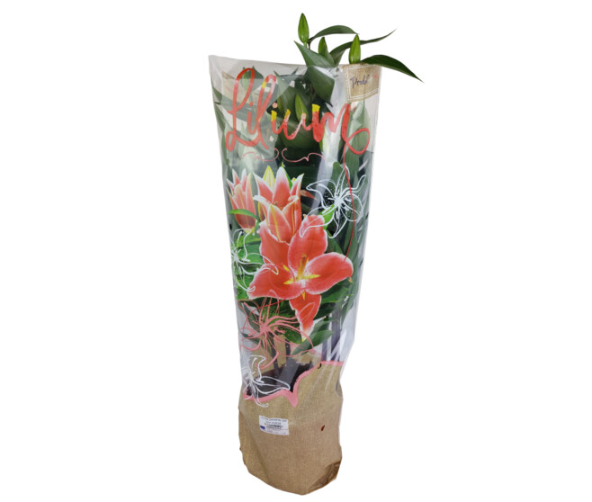 LILIUM ROSE 5PP
