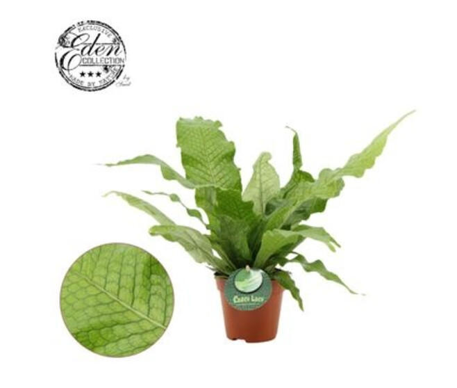 MICROSORUM