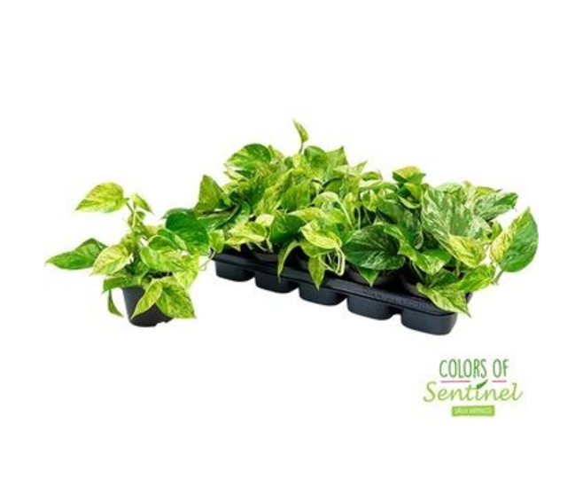 SCINDAPSUS MARBLE QUEEN