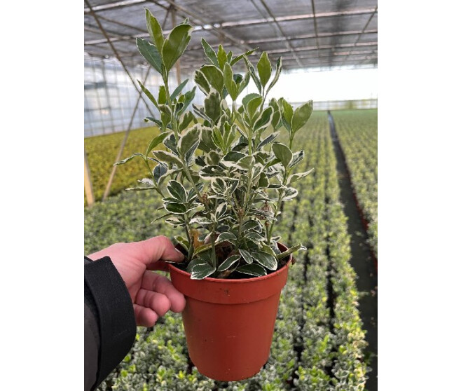EUONYMUS ARGENTEA