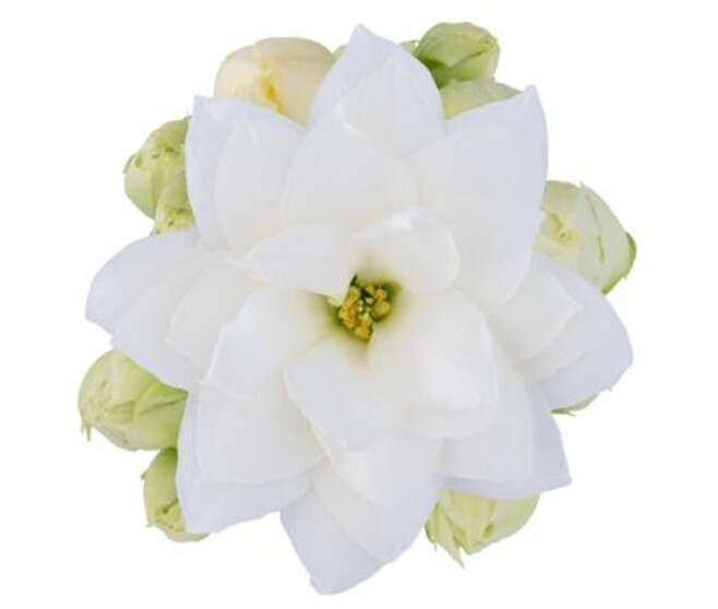 KALANCHOE FL DBLE BLANC