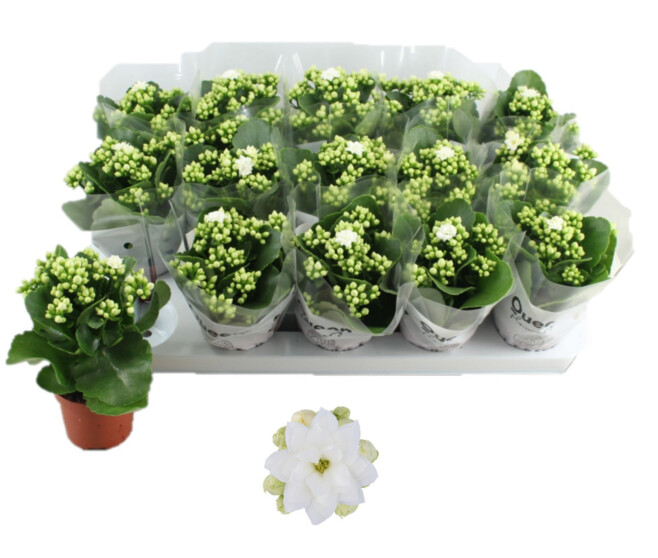KALANCHOE FL DBLE BLANC