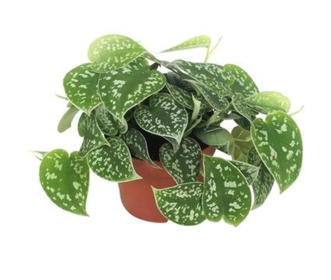 SCINDAPSUS PICTUS