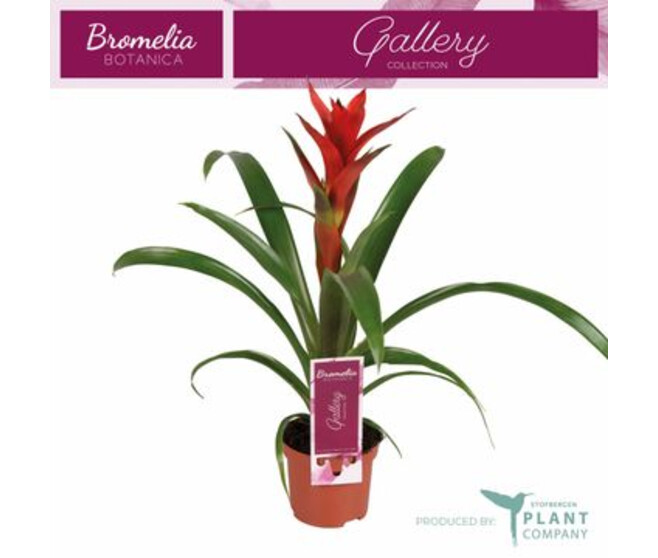 GUZMANIA OSTARA