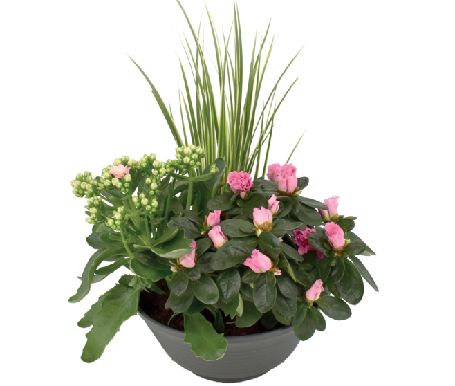 COUPE EXT ETHELLE