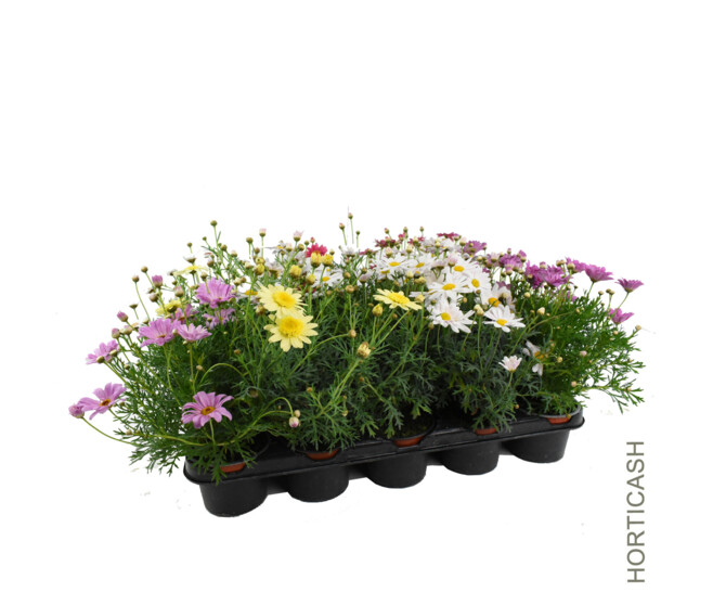 ANTHEMIS COULEUR