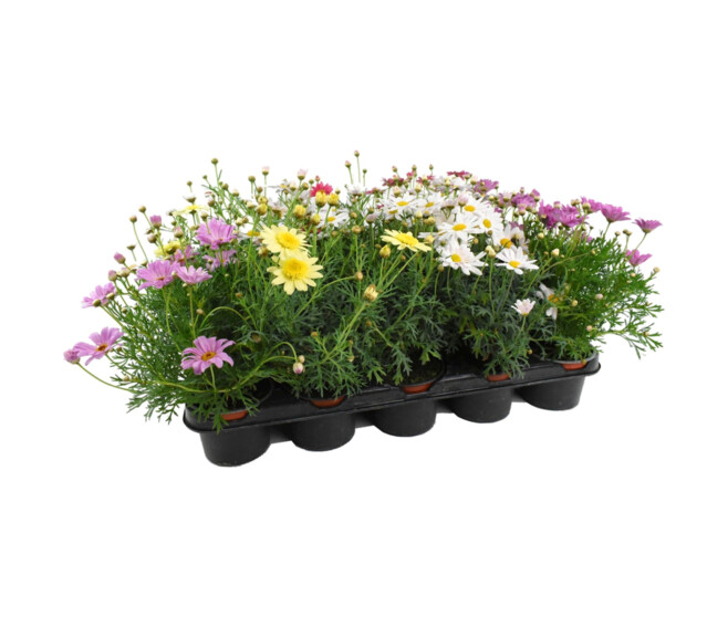ANTHEMIS COULEUR