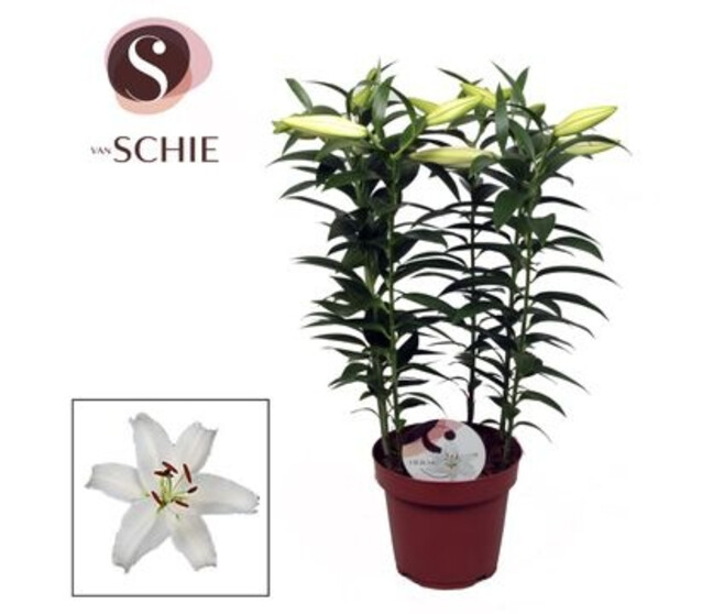 LILIUM BLANC 5PP &