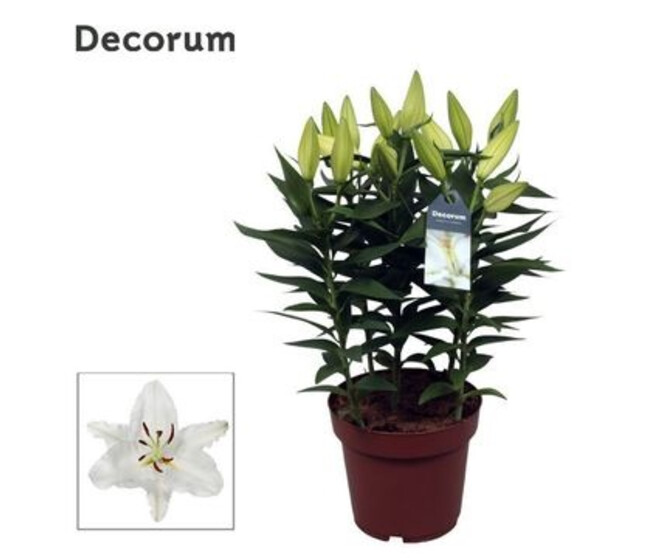 LILIUM BLANC 5PP &