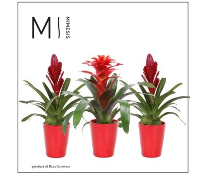 BROMELIACEE CERAM