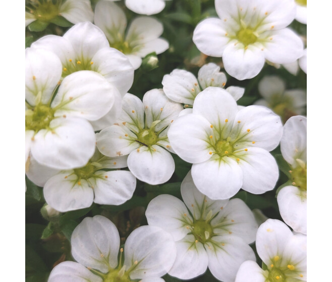 SAXIFRAGE
