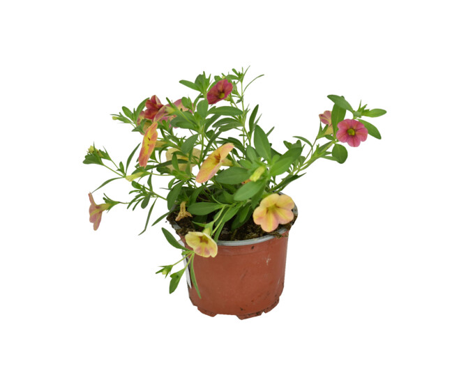 CALIBRACHOA