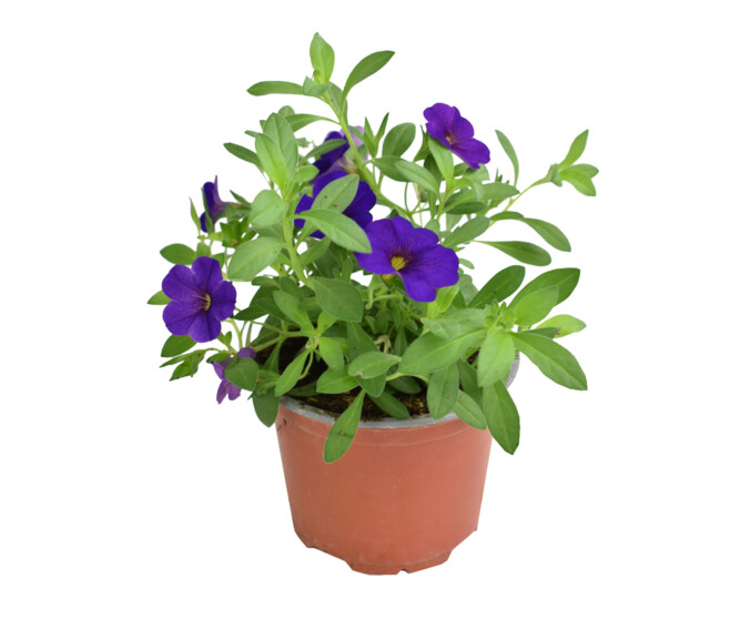 CALIBRACHOA