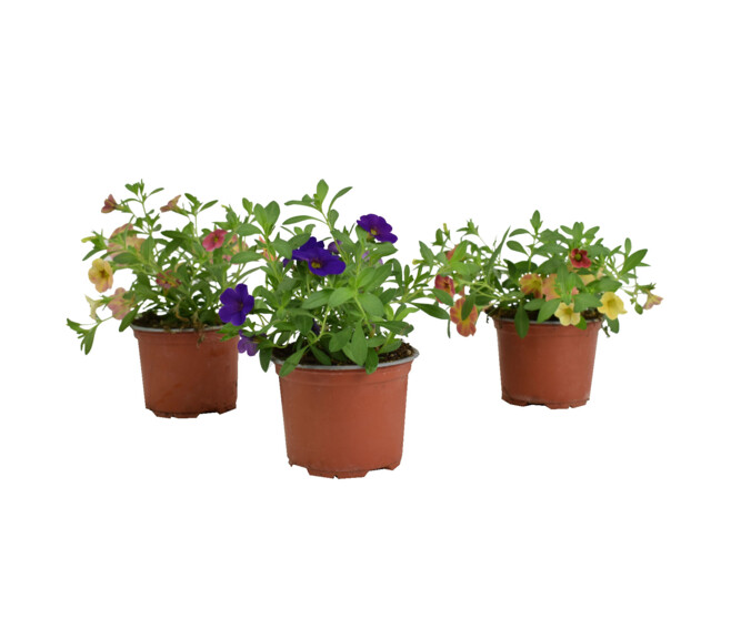 CALIBRACHOA