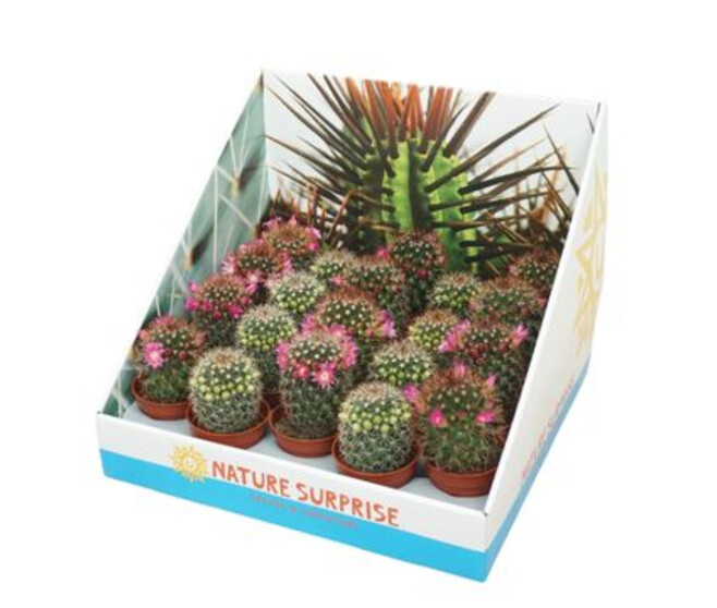 CACTUS FLEURI VARIES