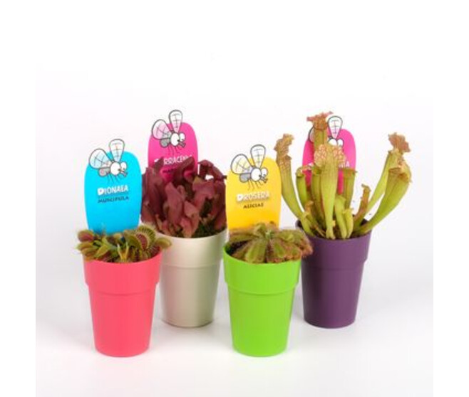 PLANTES CARNIVORES