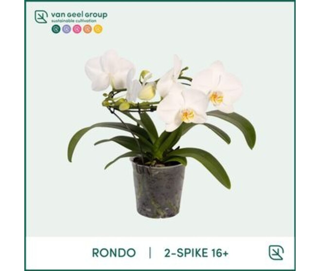 PHALAENOPSIS 2BR RONDO BLANC