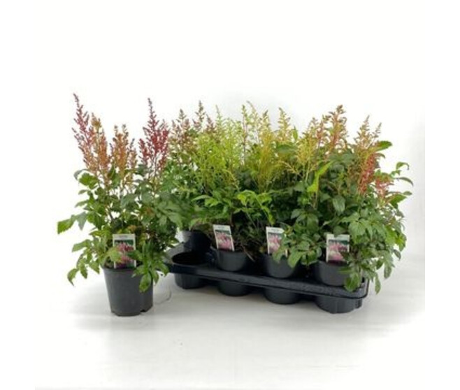 ASTILBE