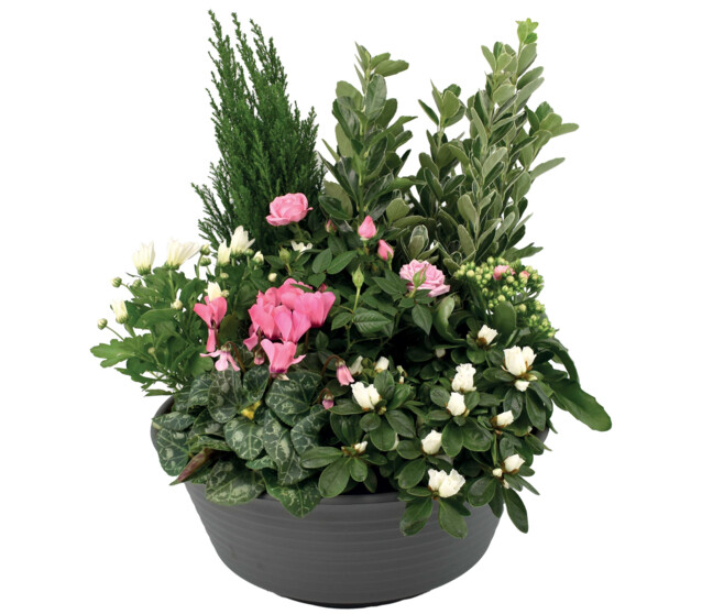 COUPE EXT CHANTERELLE