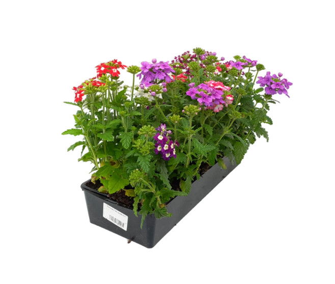 VERVEINE SEMIS BQ10