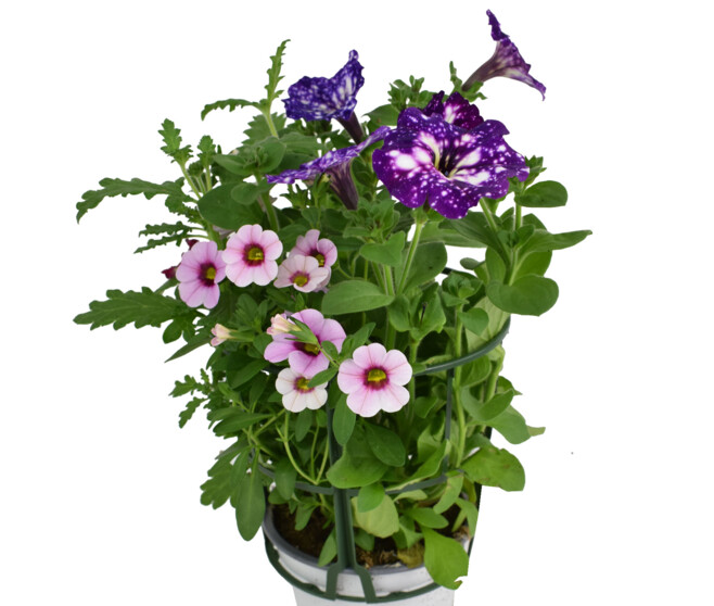 PLANTES MASSIF MELANGE