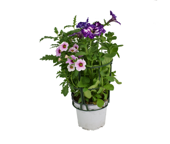 PLANTES MASSIF MELANGE