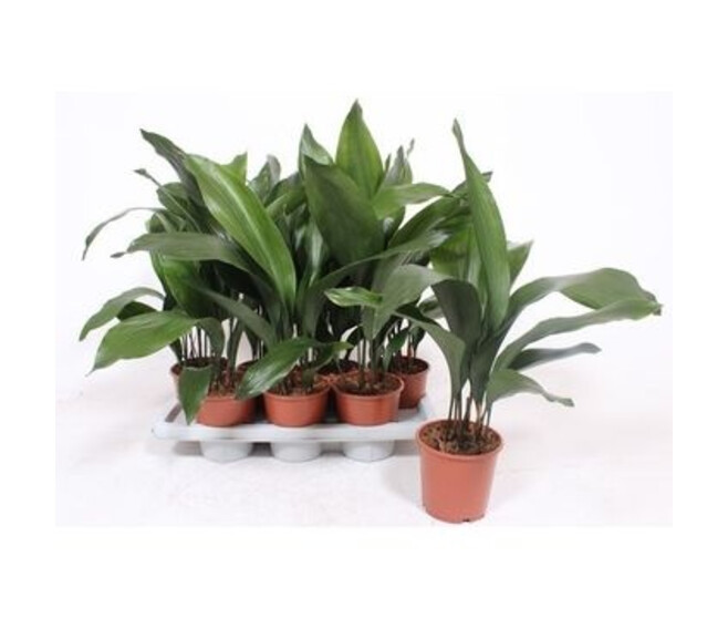 ASPIDISTRA