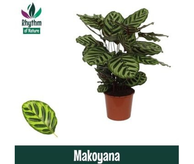 CALATHEA MAKOYANA