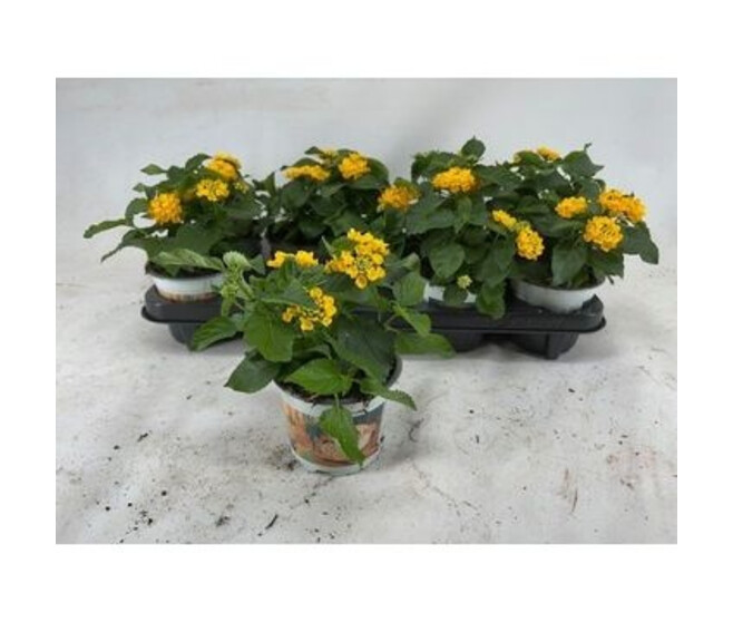 LANTANA