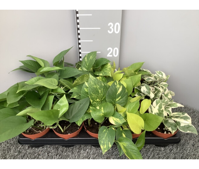 SCINDAPSUS VARIES