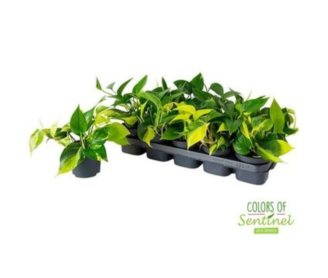 SCINDAPSUS VARIES