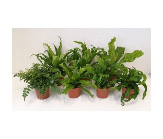 ASPLENIUM VARIES