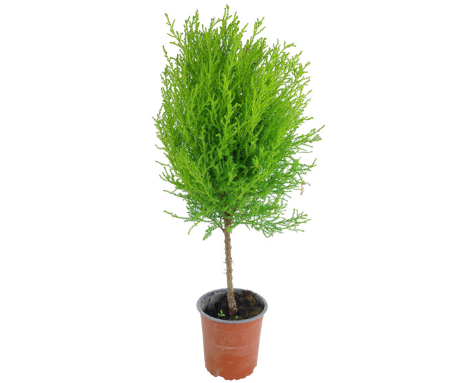 CUPRESSUS GOLD TIGE