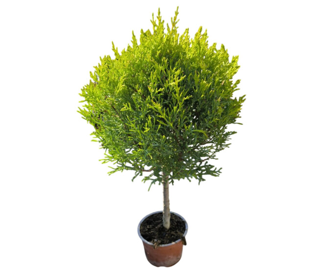 CUPRESSUS GOLD TIGE