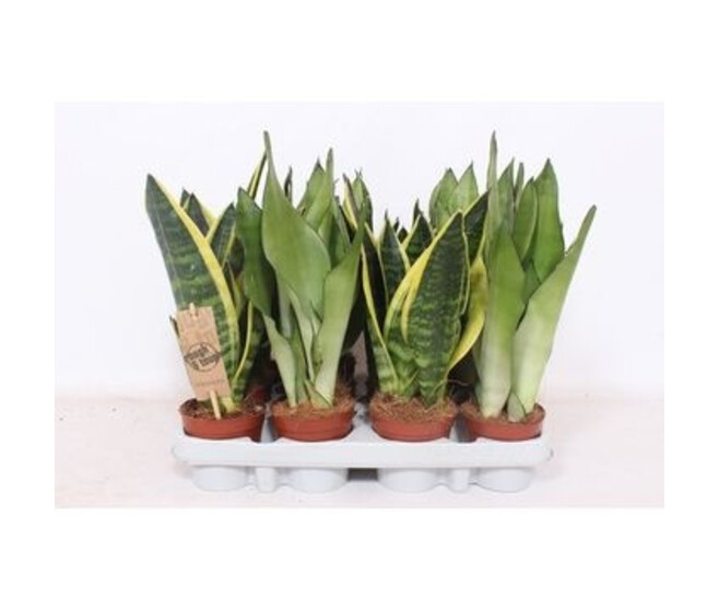 SANSEVIERIA