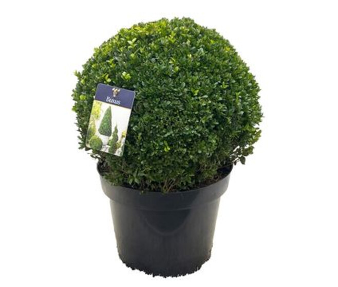 BUXUS BOULE 35CM