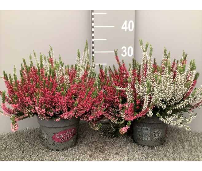 ERICA CALLUNA 2COULEURS
