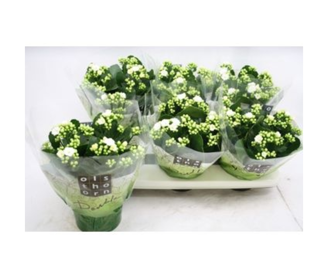 KALANCHOE FL DBLE BLANC
