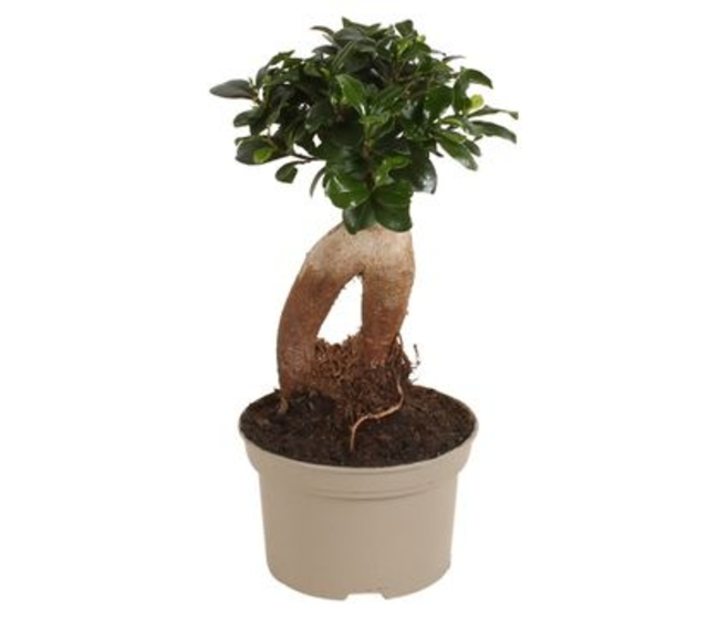 FICUS GINSENG