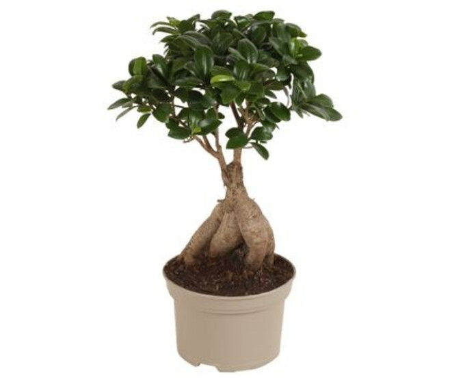 FICUS GINSENG