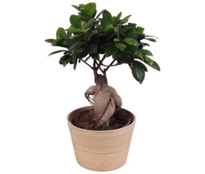FICUS GINSENG CERAM