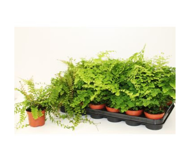 ADIANTUM VARIES