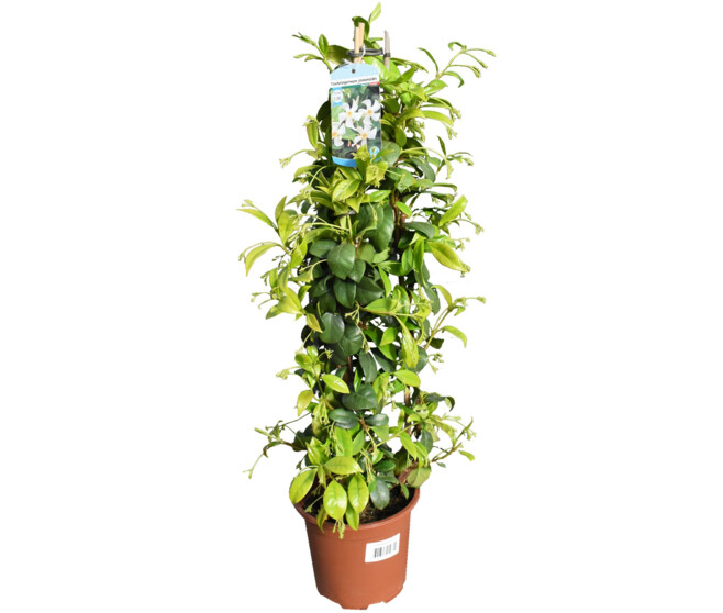 TRACHELOSPERMUM PYRAM