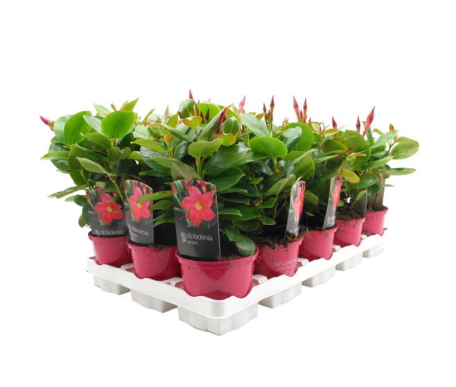DIPLADENIA SANDERI 2BOUTURES P COLORE