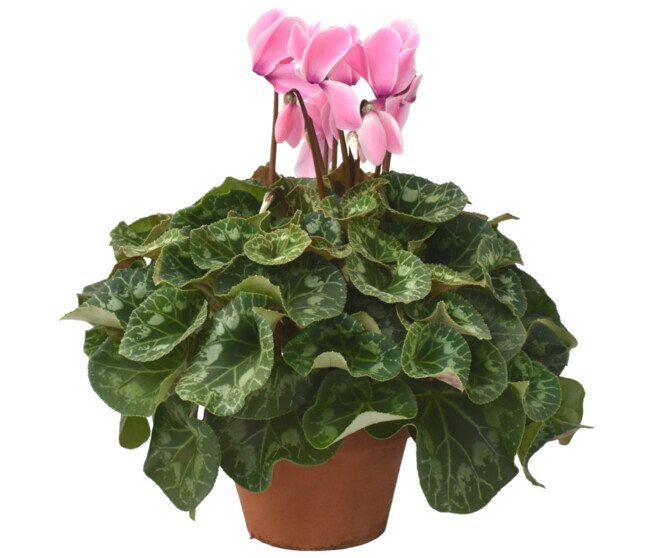 CYCLAMEN 40+ P TERRE