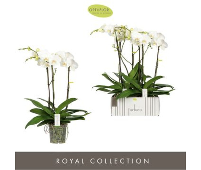 PHALAENOPSIS 3BR BLANC